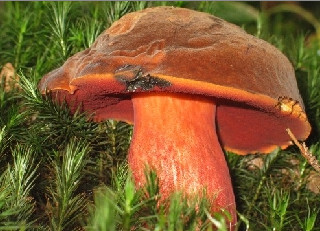 Laccaria amethystina  ,   